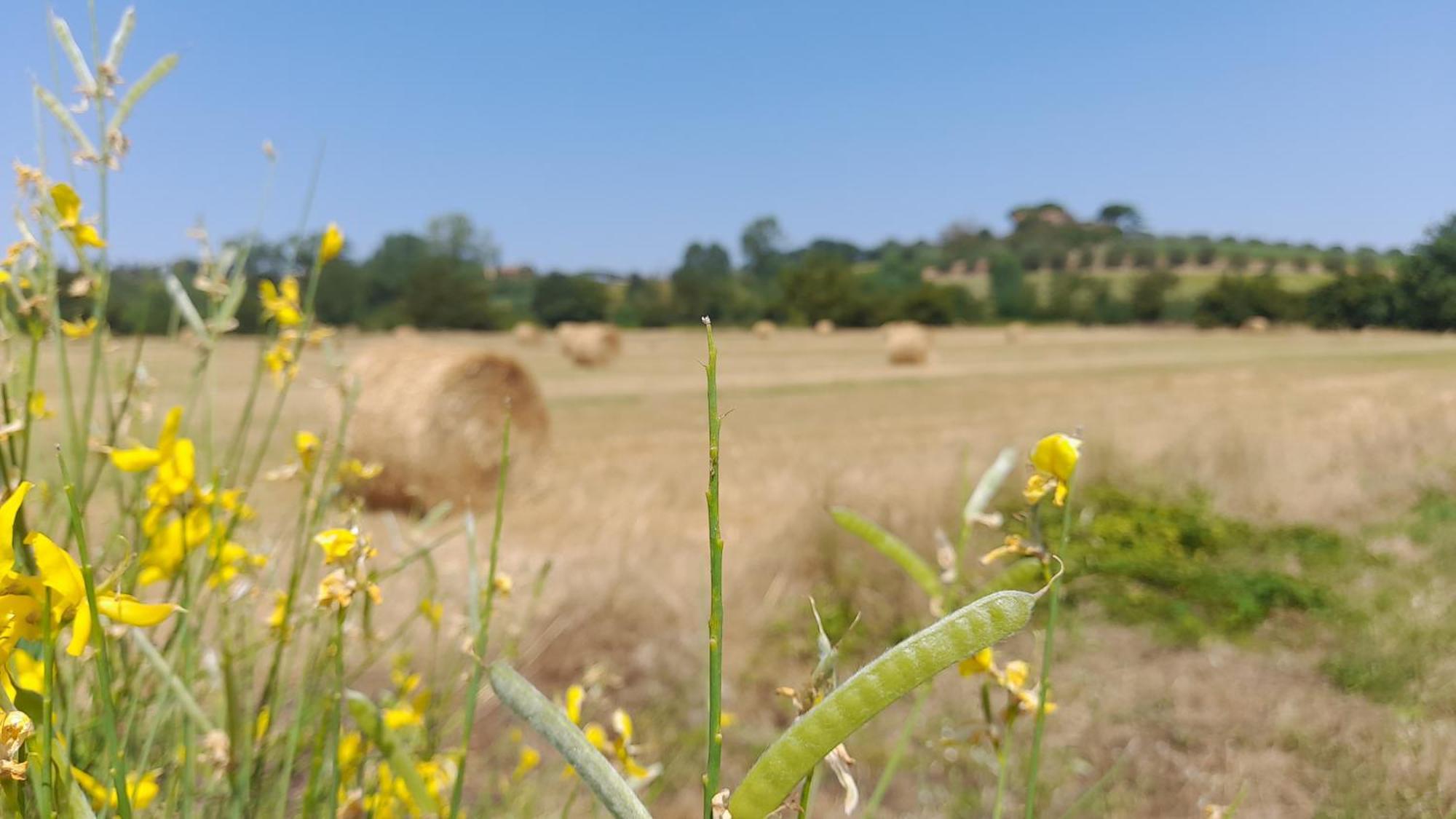 Montepulciano - La Casetta Del Pian Delle Noci Acquaviva  Dış mekan fotoğraf